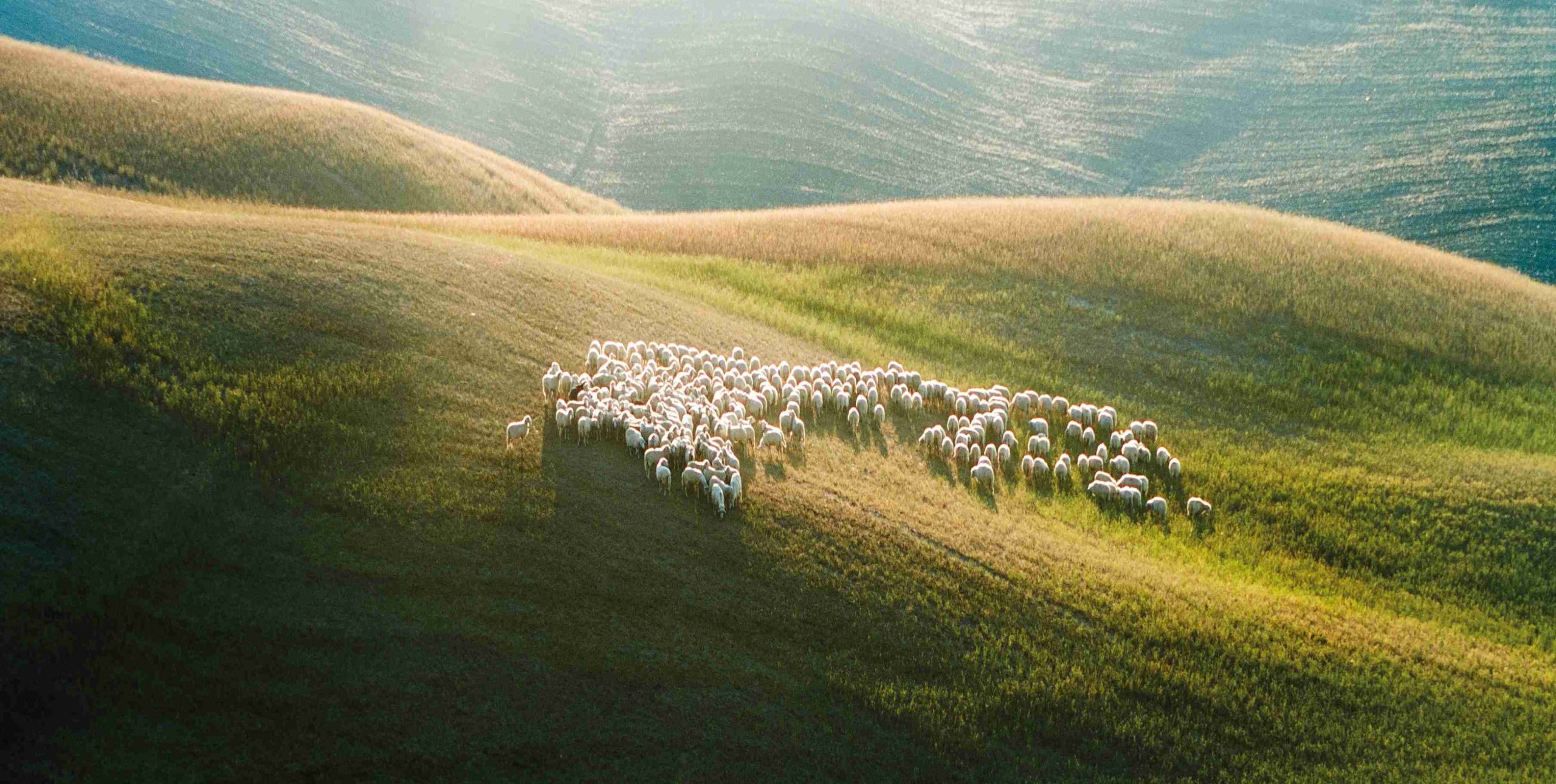 The advantages of wool rugs why we love wool rugs